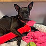 animal, bed, black_dog, blanket, collar, cute, dog, domestic_animal, ears, fur, furry_blanket, indoor, paw, pet, pink_blanket, plush_toy, red_toy, resting, tennis_ball, toy