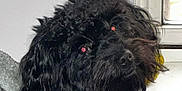 Midnight is registered to the contest to win money with this photo: dog, black_dog, curly_fur, sweater, blue_sweater, indoor, window, pet, animal, cozy, fur, closeup, face, red_eye, curious, cute, portrait, companion, domestic_animal, furry