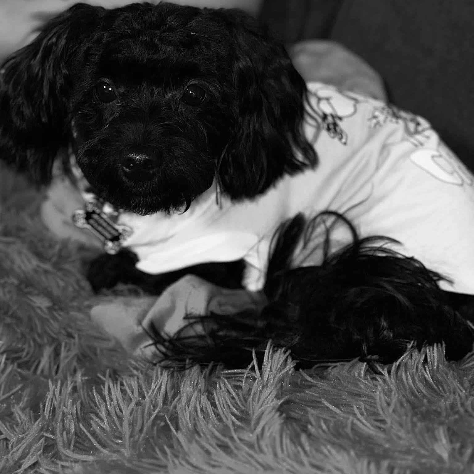 Midnight joined the competition — help win amazing prizes! animal, black_dog, carpet, companion, cozy, cute, dog, domestic_animal, fur, fur_texture, indoor, laying_down, looking_at_camera, mammal, pet, portrait, resting, small_dog, texture, white_clothing