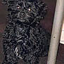Midnight is registered to the contest to win money with this photo: dog, black_dog, curly_fur, pet, indoor, floor, metal_pole, animal, cute, sitting, flash, glowing_eyes, fur, mammal, companion, domestic_animal, portrait, closeup, curled_fur, young_dog