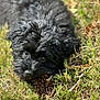 puppy, dog, black_fur, grass, outdoor, pine_cone, animal, pet, cute, fur, nature, daylight, close_up, lying_down, playful, adorable, young_dog, canine, snout, ears