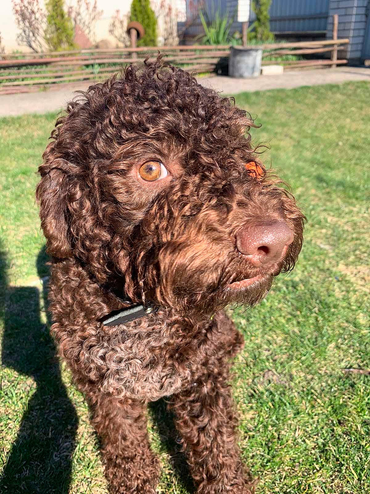 Bruna joined the competition — help win amazing prizes! canidae, carnivore, companion_dog, dog, dog_breed, fur, grass, labradoodle, liver, non_sporting_group, poodle, poodle_crossbreed, snout, spaniel, sporting_group, terrestrial_animal, terrier, tree, water_dog, working_animal