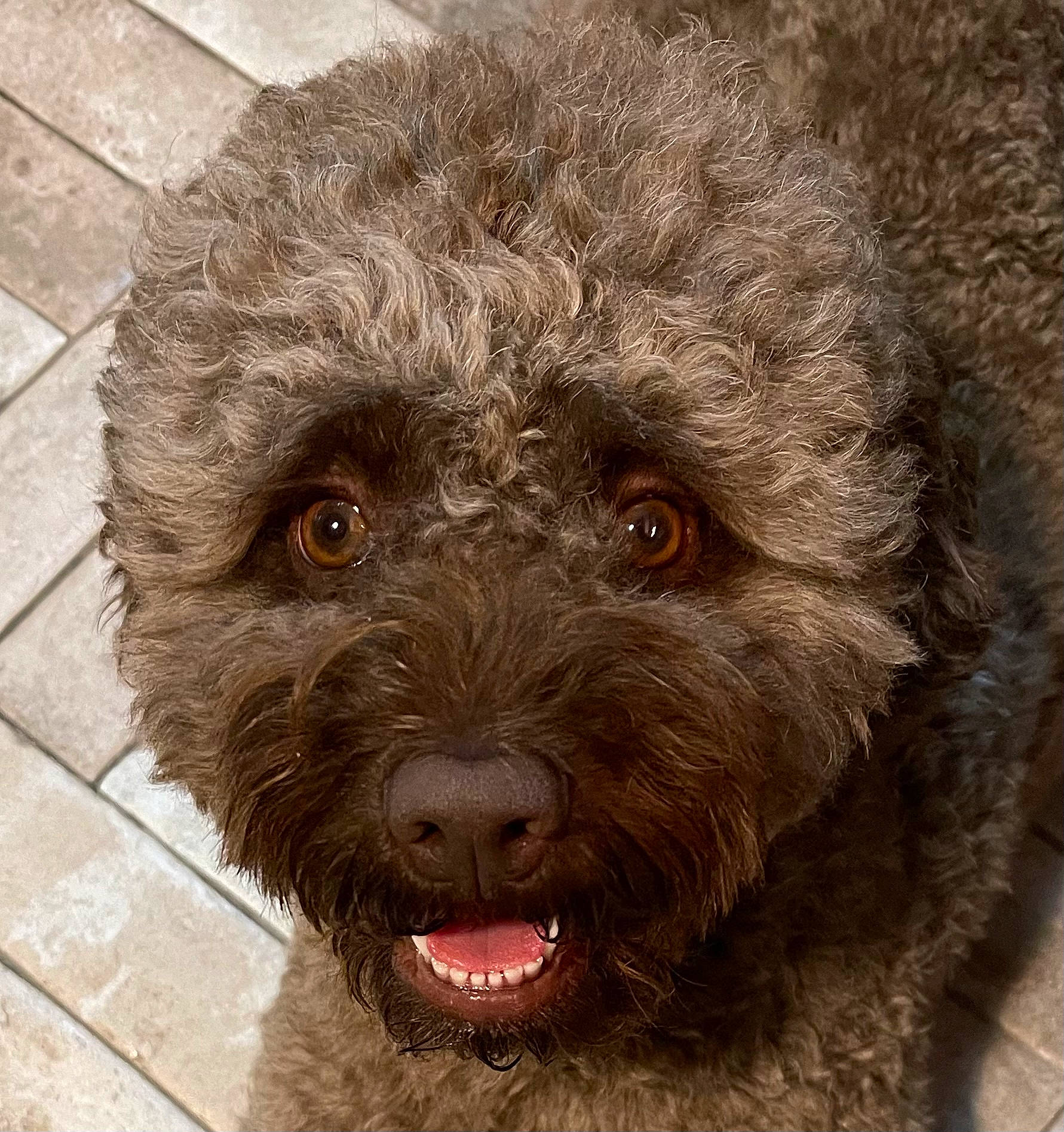 Bruna joined the competition — help win amazing prizes! canidae, carnivore, companion_dog, dog, dog_breed, fur, labradoodle, liver, non_sporting_group, poodle, poodle_crossbreed, puppy, snout, soil, sporting_group, terrestrial_animal, terrier, toy_dog, water_dog, working_animal