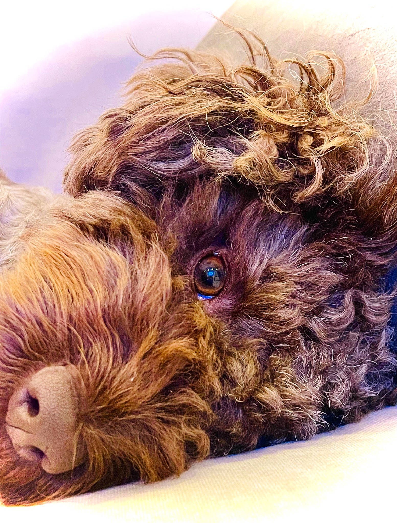 Bruna joined the competition — help win amazing prizes! canidae, carnivore, companion_dog, dog, dog_breed, fawn, fur, illustration, liver, orangutan, snout, sporting_group, tail, terrestrial_animal, water_dog, whiskers, wool, working_animal