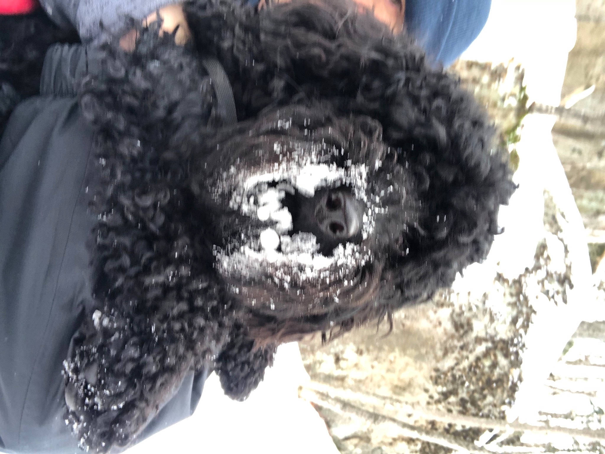 Ruby is registered to the contest to win money with this photo: auto_part, automotive_tire, automotive_wheel_system, canidae, carnivore, companion_dog, dog_breed, event, fashion_accessory, fur, monochrome, monochrome_photography, pattern, snout, soil, sporting_group, terrestrial_animal, winter, wool, working_animal