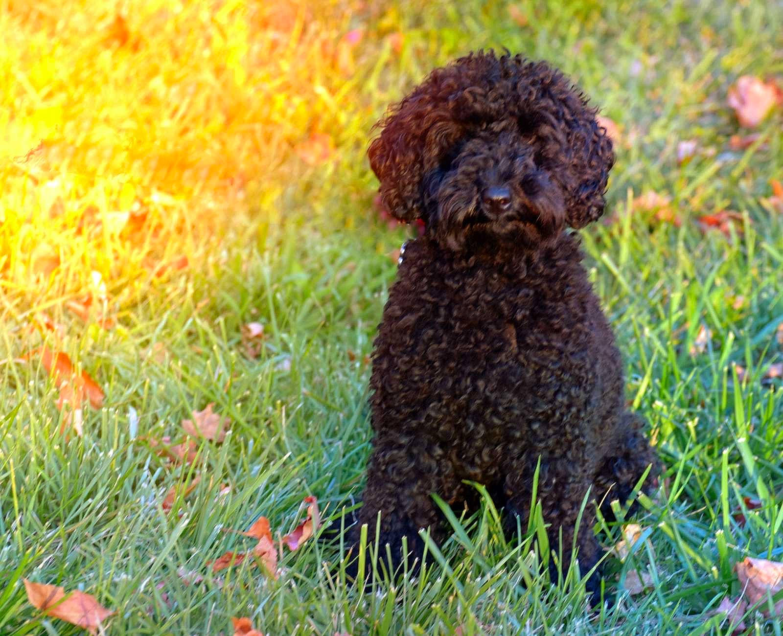 Ruby joined the competition — help win amazing prizes! canidae, carnivore, companion_dog, dog, dog_breed, fawn, flower, fur, grass, groundcover, liver, plant, poodle, snout, sporting_group, terrestrial_animal, terrier, toy_dog, water_dog, working_animal