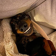 Franky a rejoint le concours — aidez-le/la à gagner de superbes lots ! dog, smiling, blanket, cozy, cute, indoor, pet, fur, snuggled, resting, canine, happy, sleepy, closeup, paw, couch, comfort, relaxed, animal, domestic