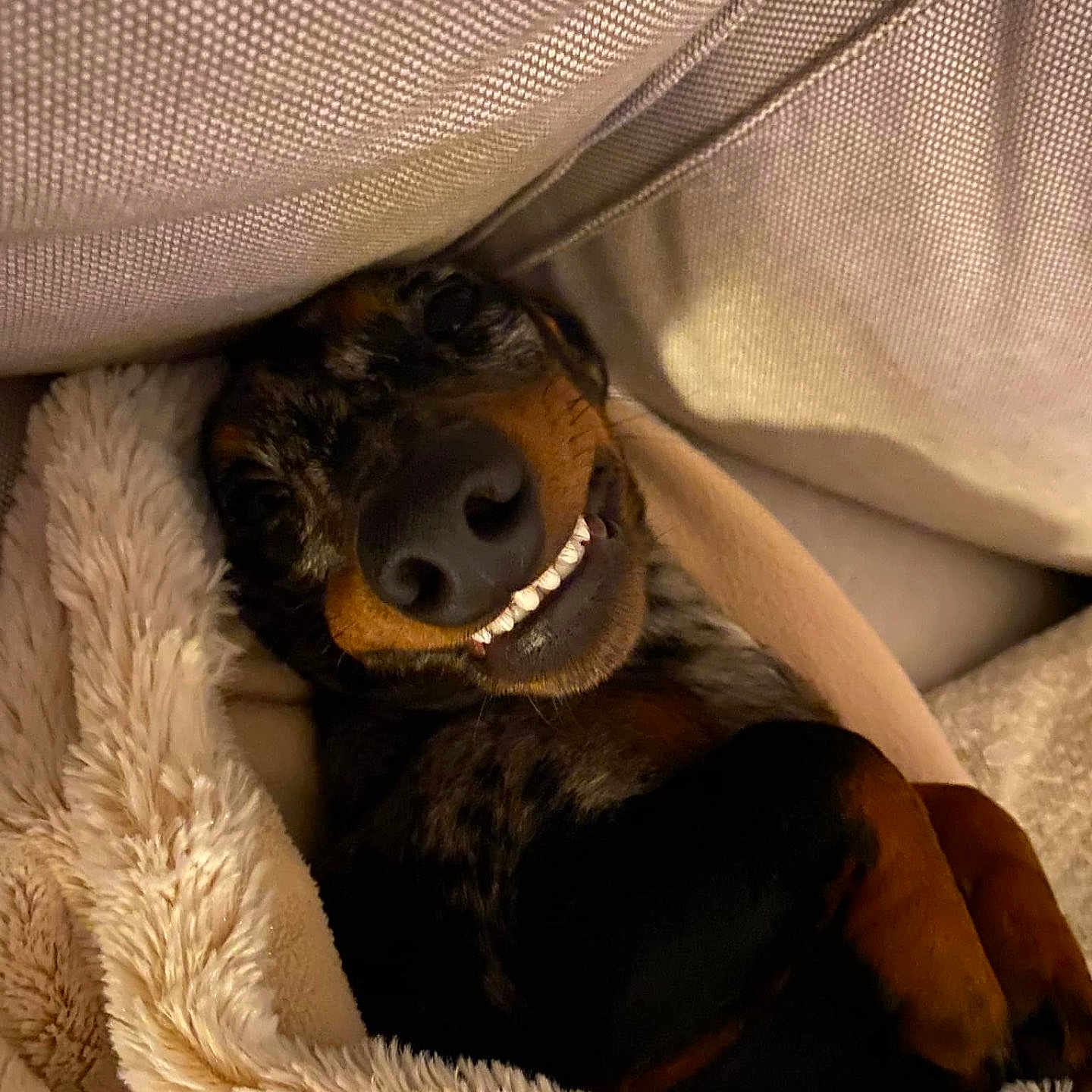 Franky a rejoint le concours — aidez-le/la à gagner de superbes lots ! animal, blanket, canine, closeup, comfort, couch, cozy, cute, dog, domestic, fur, happy, indoor, paw, pet, relaxed, resting, sleepy, smiling, snuggled