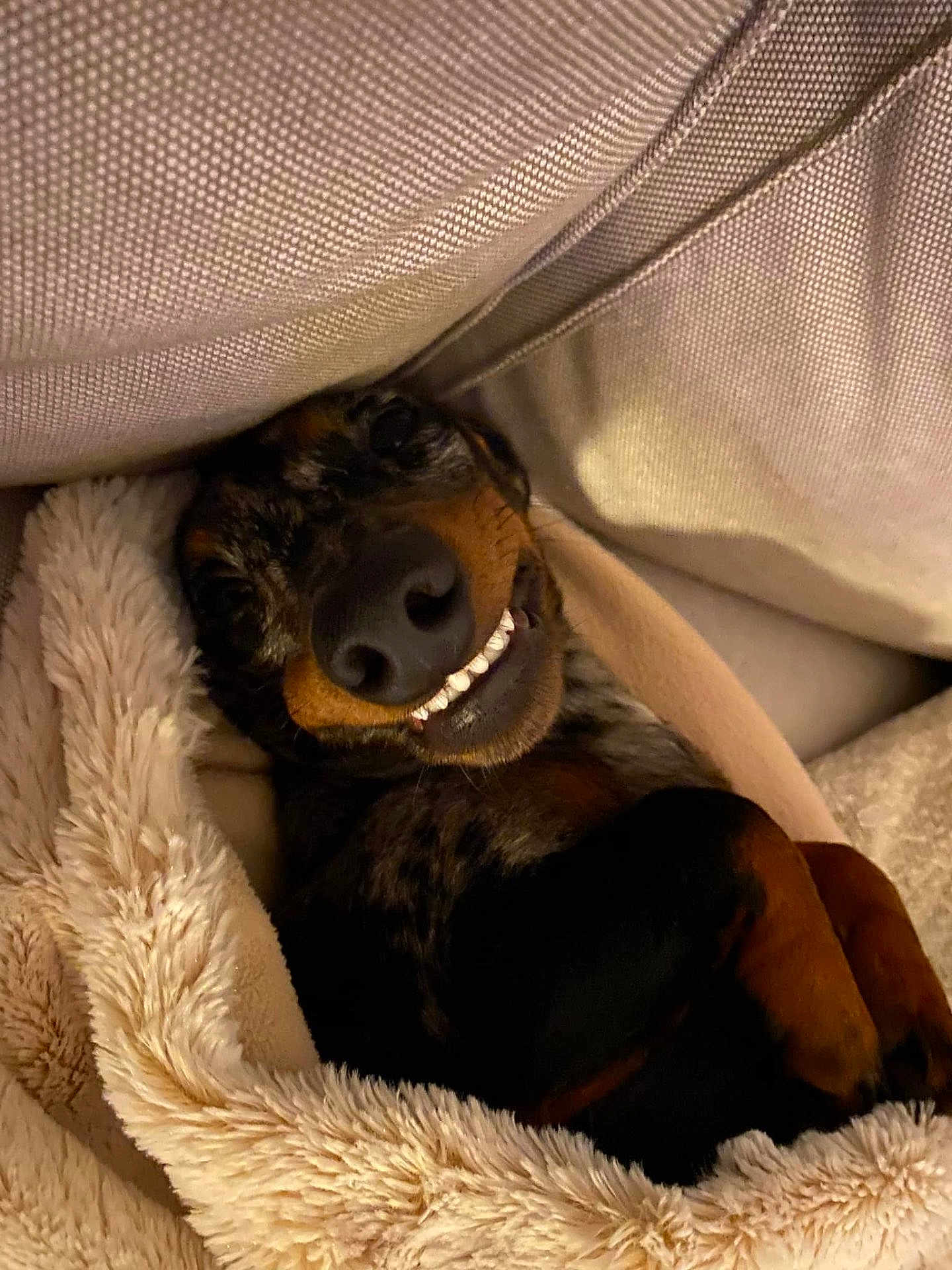 Franky a rejoint le concours — aidez-le/la à gagner de superbes lots ! dog, smiling, blanket, cozy, cute, indoor, pet, fur, snuggled, resting, canine, happy, sleepy, closeup, paw, couch, comfort, relaxed, animal, domestic