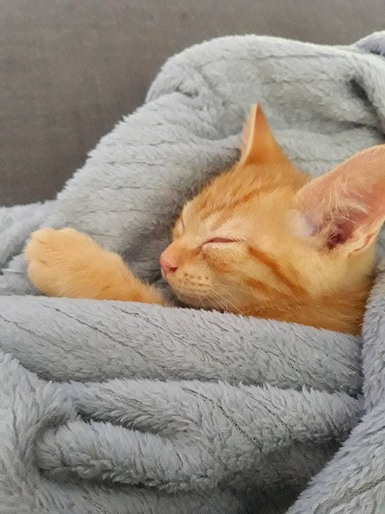 Nala a rejoint le concours — aidez-le/la à gagner de superbes lots ! asian, carnivore, cat, cat_bed, comfort, devon_rex, domestic_short_haired_cat, european_shorthair, fawn, felidae, fur, german_rex, kitten, nap, sleep, small_to_medium_sized_cats, whiskers