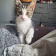 Jack Sparrow joined the competition — help win amazing prizes! animal, blanket, cat, cozy, curious, domestic, dresser, ears, eyes, face, fur, furniture, home, indoor, kitten, paw, pet, soft, whiskers, young