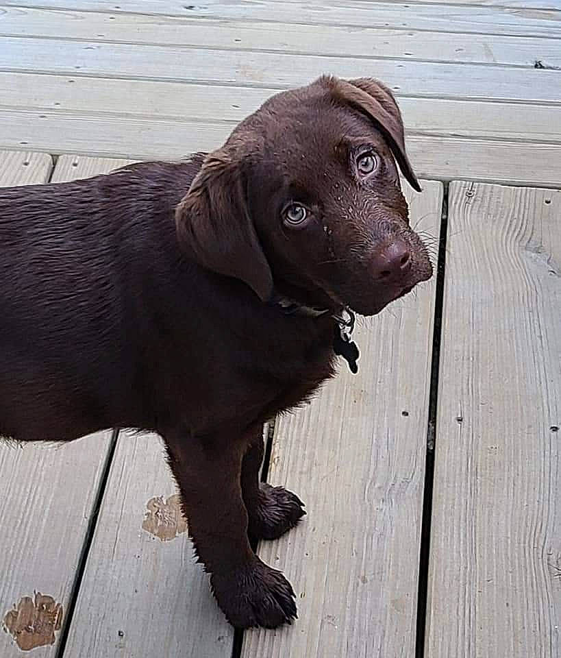 Oakley joined the competition — help win amazing prizes! beagador, canidae, carnivore, dog, dog_breed, fawn, gun_dog, hunting_dog, labrador_retriever, liver, mammal, nose, pointing_breed, puppy, retriever, snout, sporting_group, vertebrate