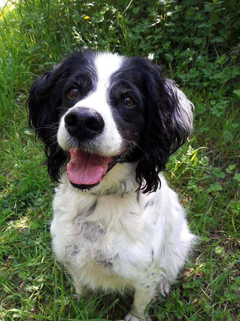 Chipper a rejoint le concours — aidez-le/la à gagner de superbes lots ! canidae, carnivore, cocker_spaniel, companion_dog, dog, dog_breed, drentse_patrijshond, english_cocker_spaniel, english_springer_spaniel, french_spaniel, german_spaniel, mammal, rare_breed_dog, russian_spaniel, snout, spaniel, sporting_group, stabyhoun, vertebrate, wetterhoun