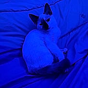 Sora is registered to the contest to win money with this photo: animal, bed, blanket, blue_light, cat, cozy, cute, domestic, ears, feline, fur, indoor, mammal, pet, relaxed, resting, sleepy, soft, tail, whiskers