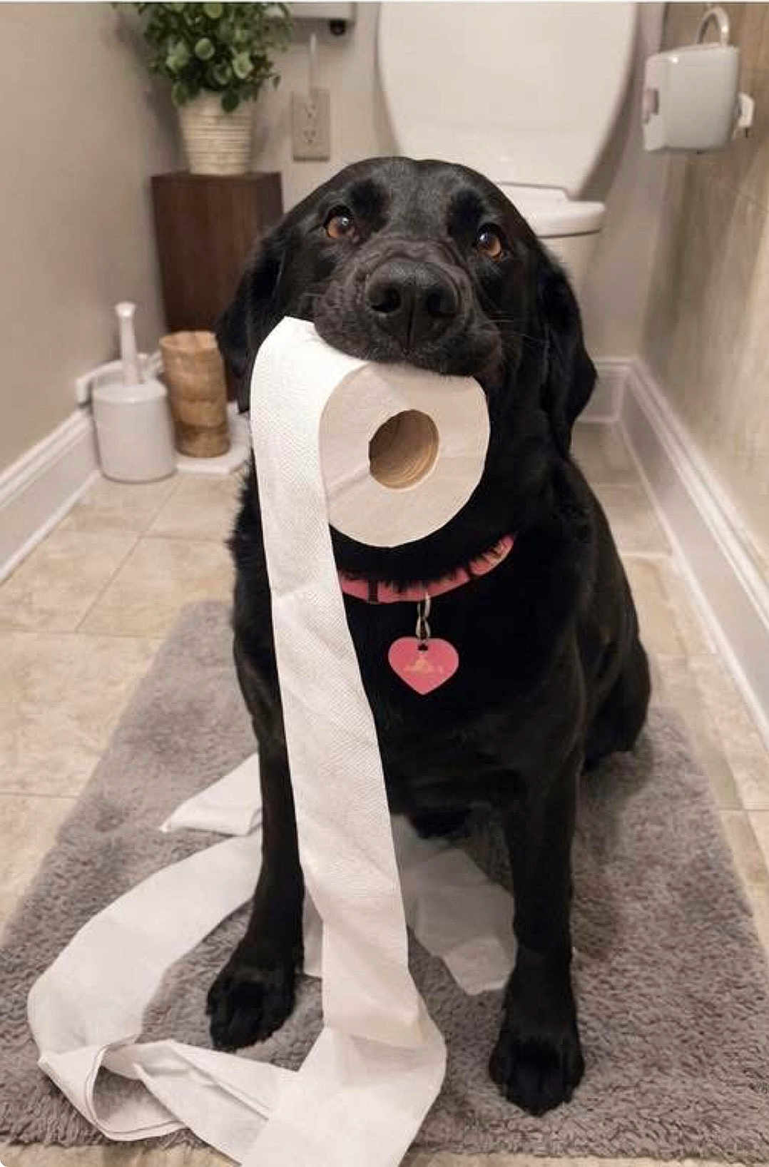 Mary Jane joined the competition — help win amazing prizes! dog, black_dog, toilet_paper, bathroom, bathroom_rug, tile_floor, plant, toilet, toilet_paper_holder, pet, animal, mischievous, cute, collar, tag, indoor, fur, sitting, looking_up, playful