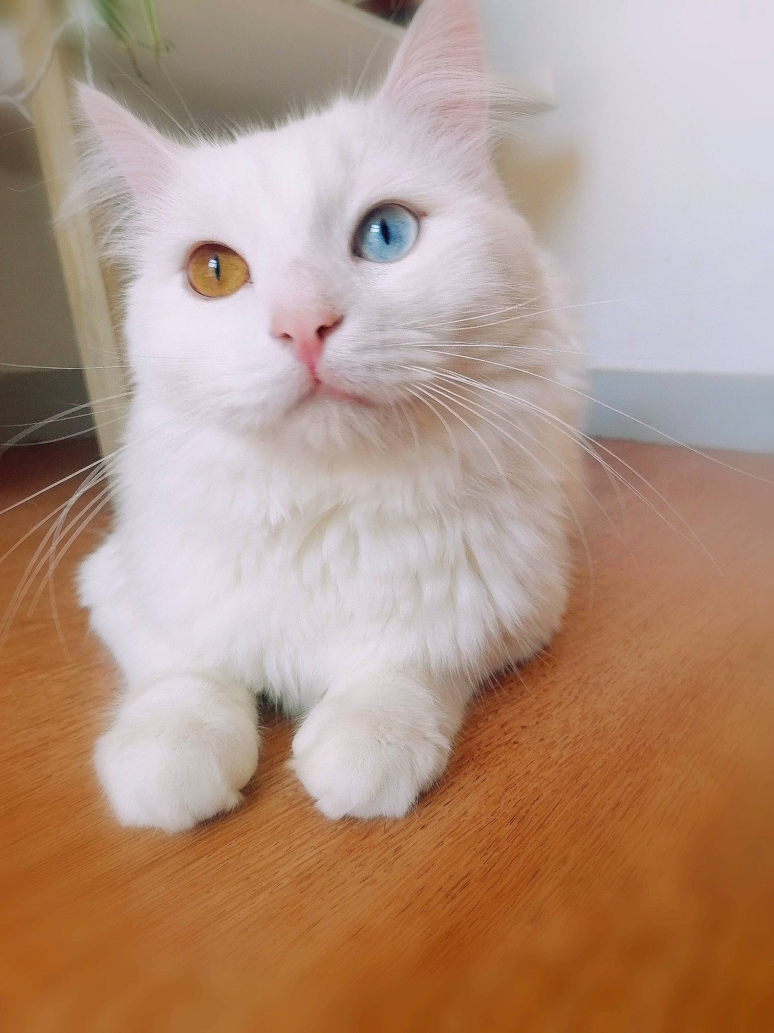 Groot participe au concours pour gagner de l'argent avec cette photo : asian_semi_longhair, british_semi_longhair, carnivore, cat, domestic_long_haired_cat, eye, felidae, khao_manee, kitten, mammal, nose, persian, ragdoll, skin, small_to_medium_sized_cats, snout, turkish_angora, turkish_van, vertebrate, whiskers