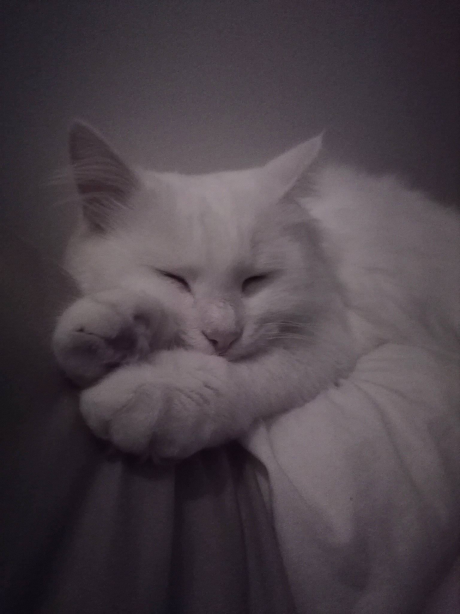 Groot participe au concours pour gagner de l'argent avec cette photo : black, black_and_white, burmilla, carnivore, cat, eye, felidae, fur, khao_manee, kitten, mammal, nose, ragdoll, sky, small_to_medium_sized_cats, snout, turkish_angora, turkish_van, whiskers, white