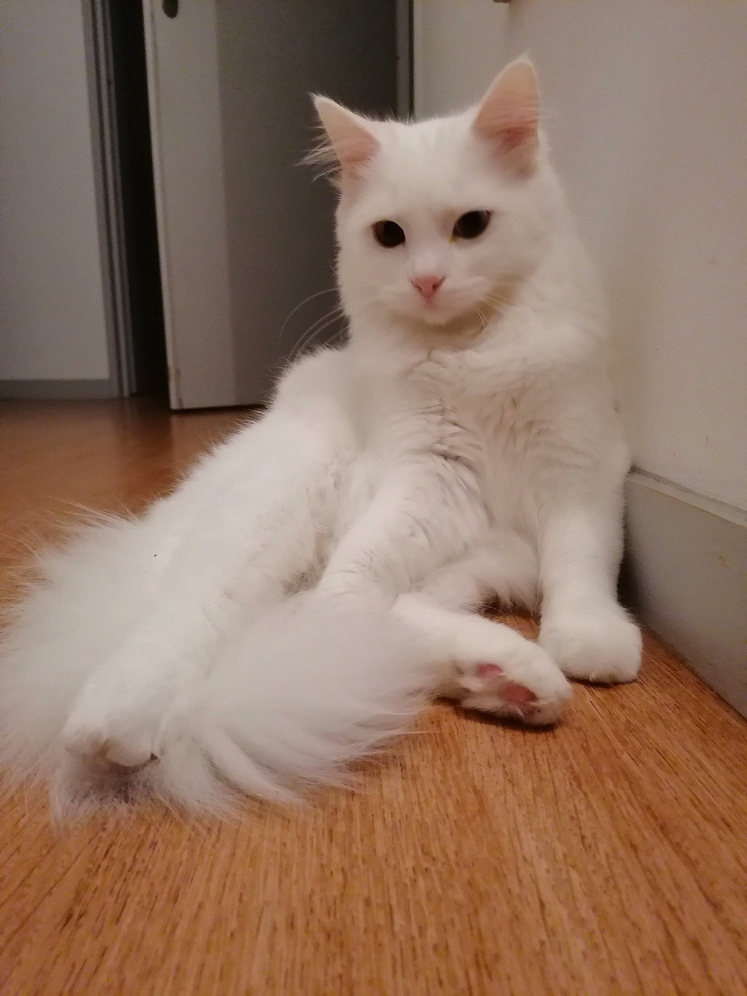 Groot a rejoint le concours — aidez-le/la à gagner de superbes lots ! asian_semi_longhair, british_semi_longhair, carnivore, cat, domestic_long_haired_cat, eye, felidae, fur, khao_manee, mammal, norwegian_forest_cat, persian, ragamuffin, ragdoll, small_to_medium_sized_cats, tail, turkish_angora, turkish_van, vertebrate, whiskers