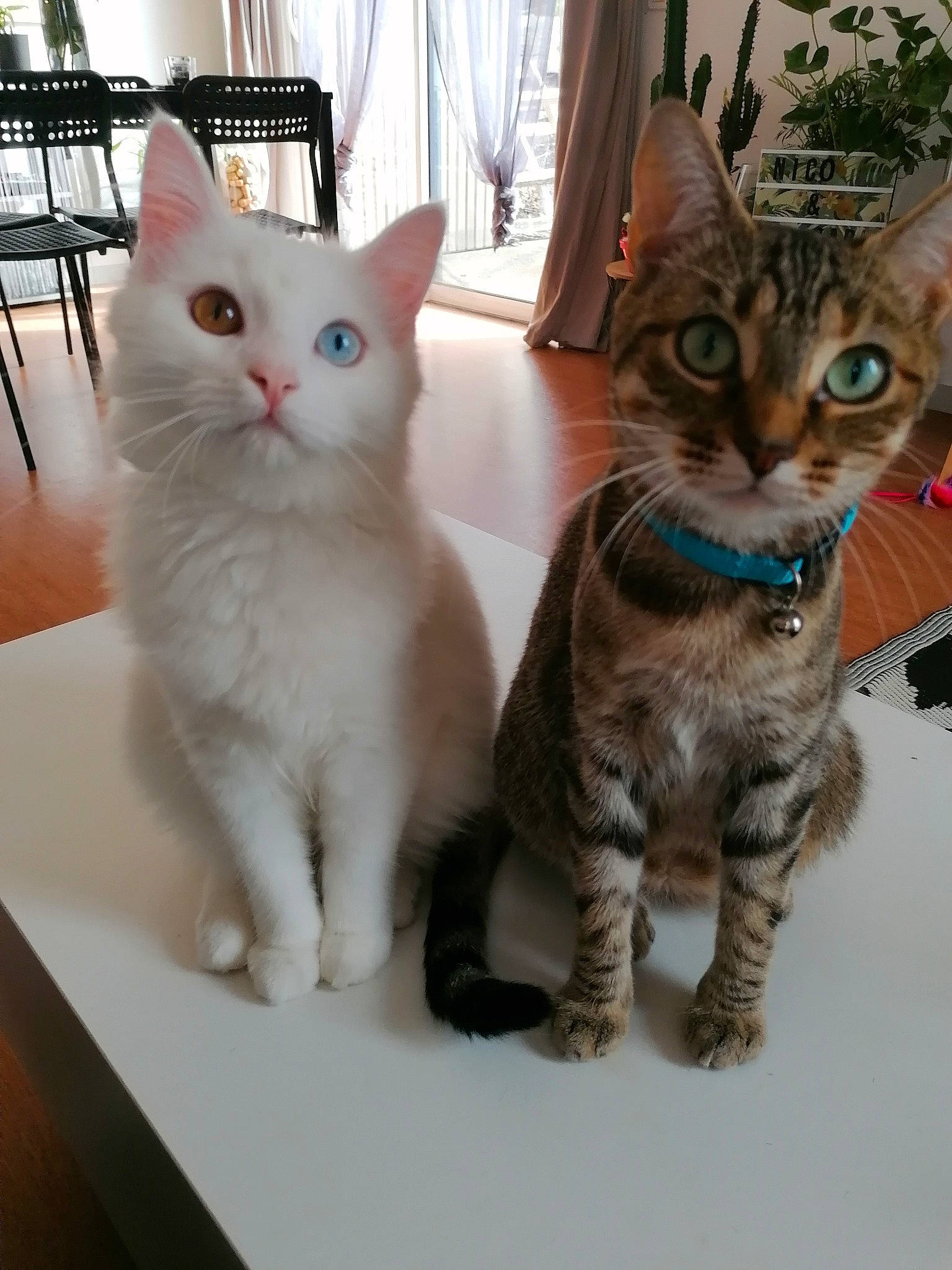 Groot a rejoint le concours — aidez-le/la à gagner de superbes lots ! aegean_cat, american_shorthair, american_wirehair, arabian_mau, asian, australian_mist, carnivore, cat, domestic_short_haired_cat, egyptian_mau, european_shorthair, felidae, german_rex, kitten, mammal, ojos_azules, small_to_medium_sized_cats, tabby_cat, vertebrate, whiskers