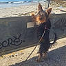 dog, leash, beach, sand, water, sky, fence, graffiti, rocks, outdoor, sunny, small_dog, curious, standing, nature, coast, daytime, pet, animal, shoreline