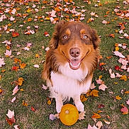 Flynn joined the competition — help win amazing prizes! animal, autumn, brown, cute, dog, fall, festive, fluffy, grass, happy, leaves, nature, outdoor, pet, portrait, pumpkin, seasonal, sitting, smiling, white