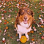 animal, autumn, brown, cute, dog, fall, festive, fluffy, grass, happy, leaves, nature, outdoor, pet, portrait, pumpkin, seasonal, sitting, smiling, white