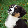 puppy, dog, tricolor, fur, grass, outdoor, animal, young, cute, pet, whiskers, ears, black, white, brown, nature, looking_up, adorable, fluffy, small