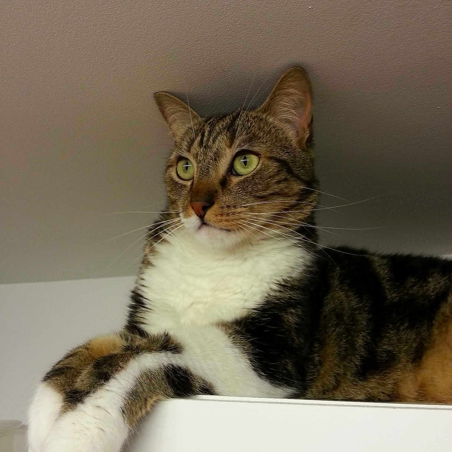 Kiwi