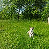 Paddington a rejoint le concours — aidez-le/la à gagner de superbes lots ! animal, canine, collar, daytime, dog, field, flora, grass, greenery, meadow, nature, outdoor, peaceful, pet, scenery, sitting, summer, sunlight, tree, wildlife