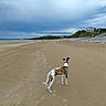 animal, beach, canine, cloudy_sky, coast, daytime, dog, empty, house, landscape, nature, outdoor, rocks, sand, scenic, shore, sky, solitude, vacation, walking