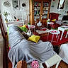 Paddington a rejoint le concours — aidez-le/la à gagner de superbes lots ! basket, blanket, bookshelf, cozy, cushion, decor, dog, flower, home, indoor, lamp, living_room, mirror, pet, red_rug, relaxed, sofa, table, window, wooden_furniture