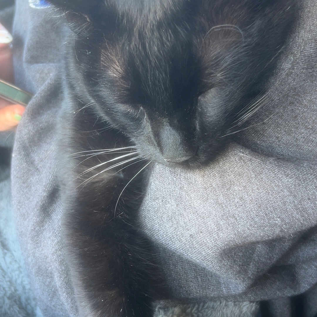 Oliver is registered to the contest to win money with this photo: animal, black_cat, blanket, cat, closeup, comfort, cozy, cute, feline, fur, indoor, nap, paw, pet, relaxed, resting, sleeping, soft, warm, whiskers