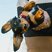 Oliver joined the competition — help win amazing prizes! dog, puppy, pet, person, hand, tattoo, ring, red_collar, ears, eyes, portrait, outdoor, background_blur, sweater, skirt, holding, closeup, cute, small_dog, candid