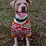 dog, pitbull, pajamas, grinch, striped_clothing, tongue_out, collar, grass, leaves, sitting, portrait, outdoor, happy, pet, canine, paws, eyes, nose, smile, holiday_pjs