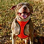 Mayhem is registered to the contest to win money with this photo: dog, pitbull, pet, orange_harness, harness, tongue_out, smiling, sitting, paws, ears, grass, outdoor, nature, sunny, portrait, closeup, leash, happy, canine, background_bokeh