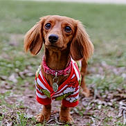 Delilah joined the competition — help win amazing prizes! dog, dachshund, pet, outdoor, grass, collar, id_tag, sweater, red_sweater, brown_fur, long_ears, big_eyes, cute, portrait, close_up, shallow_depth_of_field, bokeh, paws, standing, ground