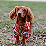 dog, dachshund, pet, outdoor, grass, collar, id_tag, sweater, red_sweater, brown_fur, long_ears, big_eyes, cute, portrait, close_up, shallow_depth_of_field, bokeh, paws, standing, ground