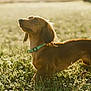 dog, dachshund, pet, grass, sunlight, collar, outdoor, field, portrait, brown, long_body, small_dog, ears, adorable, nature, backlit, sunflare, shallow_depth_of_field, playful, mammal