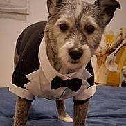 Elliot participe au concours pour gagner de l'argent avec cette photo : dog, tuxedo, pet_clothing, indoor, blue_surface, curious_expression, animal, furry, standing, close_up, black_and_white, decor, furniture, cute, domestic_animal, portrait, canine, costume, household, mammal