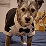 dog, tuxedo, pet_clothing, indoor, blue_surface, curious_expression, animal, furry, standing, close_up, black_and_white, decor, furniture, cute, domestic_animal, portrait, canine, costume, household, mammal