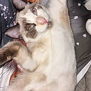Kaly participe au concours pour gagner de l'argent avec cette photo : cat, feline, pet, relaxed, lying_down, paw, fur, whiskers, ears, eyes, face, indoor, blanket, cozy, sleepy, cute, animal, mammal, domestic, resting