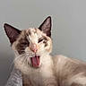 Kaly a rejoint le concours — aidez-le/la à gagner de superbes lots ! cat, feline, pet, animal, yawning, whiskers, ears, fur, cute, sleepy, relaxed, indoor, cozy, blanket, resting, closeup, portrait, mammal, mouth_open, soft