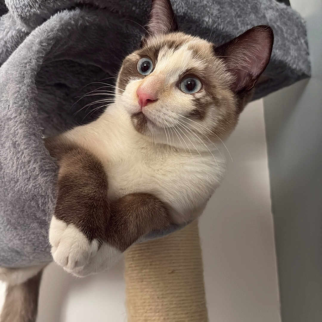 Kaly participe au concours pour gagner de l'argent avec cette photo : cat, blue_eyes, curious, cat_tree, paws, fur, indoor, pet, animal, whiskers, cute, relaxed, looking_away, cozy, soft_texture, playful, climbing_post, domestic_cat, feline, close_up