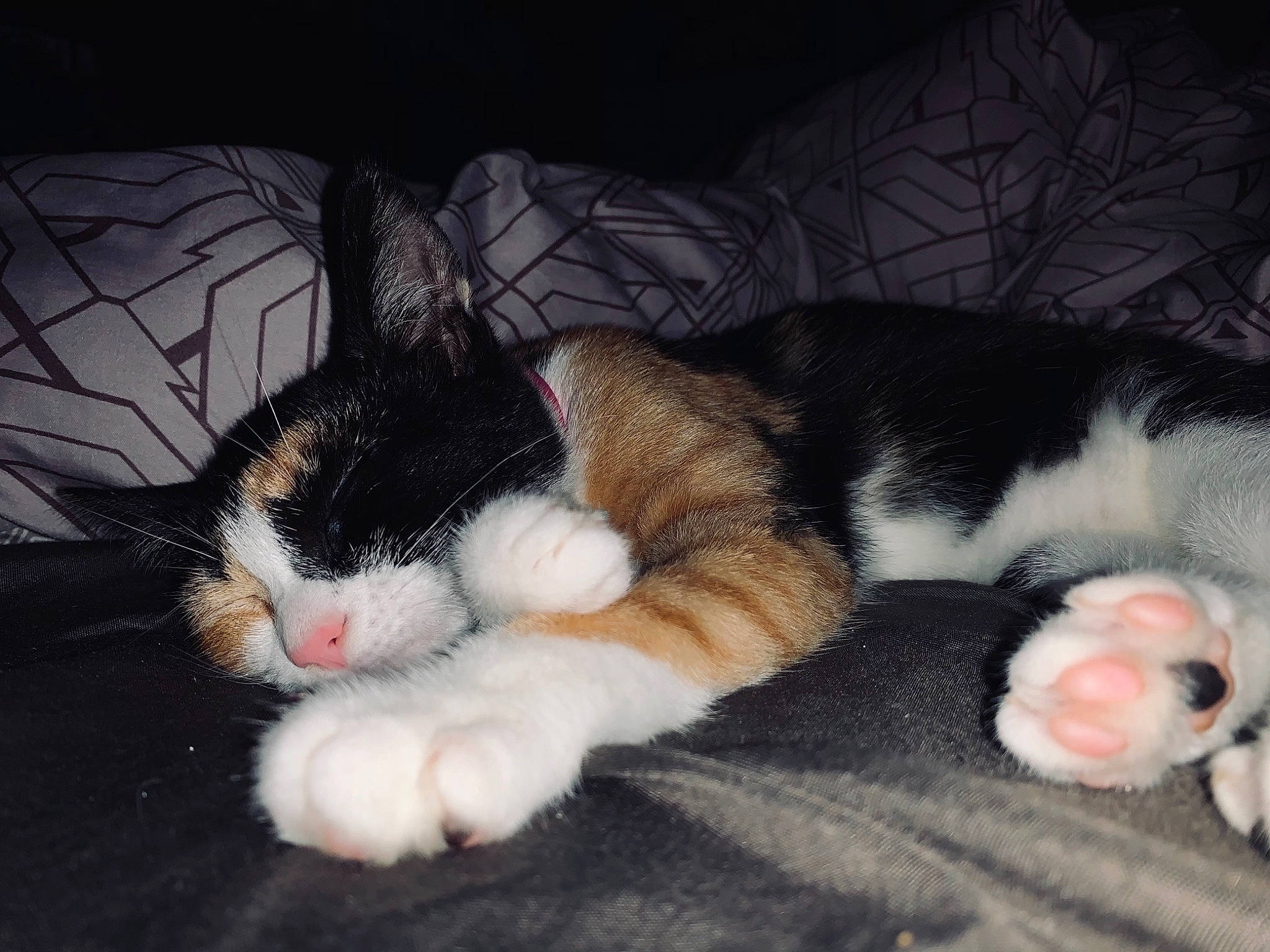 Roxa participe au concours pour gagner de l'argent avec cette photo : american_wirehair, carnivore, cat, claw, domestic_short_haired_cat, ear, european_shorthair, felidae, fur, kitten, mammal, nap, nose, paw, polydactyl_cat, sleep, small_to_medium_sized_cats, tail, whiskers