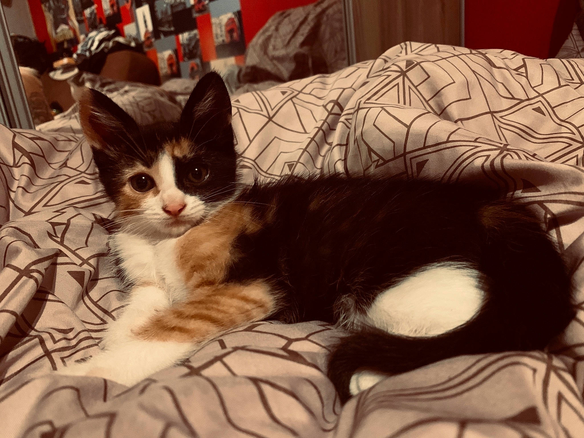 Roxa participe au concours pour gagner de l'argent avec cette photo : american_shorthair, american_wirehair, asian, bed, carnivore, cat, domestic_short_haired_cat, ear, european_shorthair, eye, felidae, fur, furniture, kitten, nap, norwegian_forest_cat, small_to_medium_sized_cats, tabby_cat, tail, whiskers