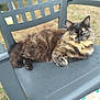animal, cat, chair, cute, daylight, feline, fluffy, fur, grass, nature, outdoor, paw, pet, plastic_chair, portrait, relaxed, resting, sitting, tortoiseshell, whiskers