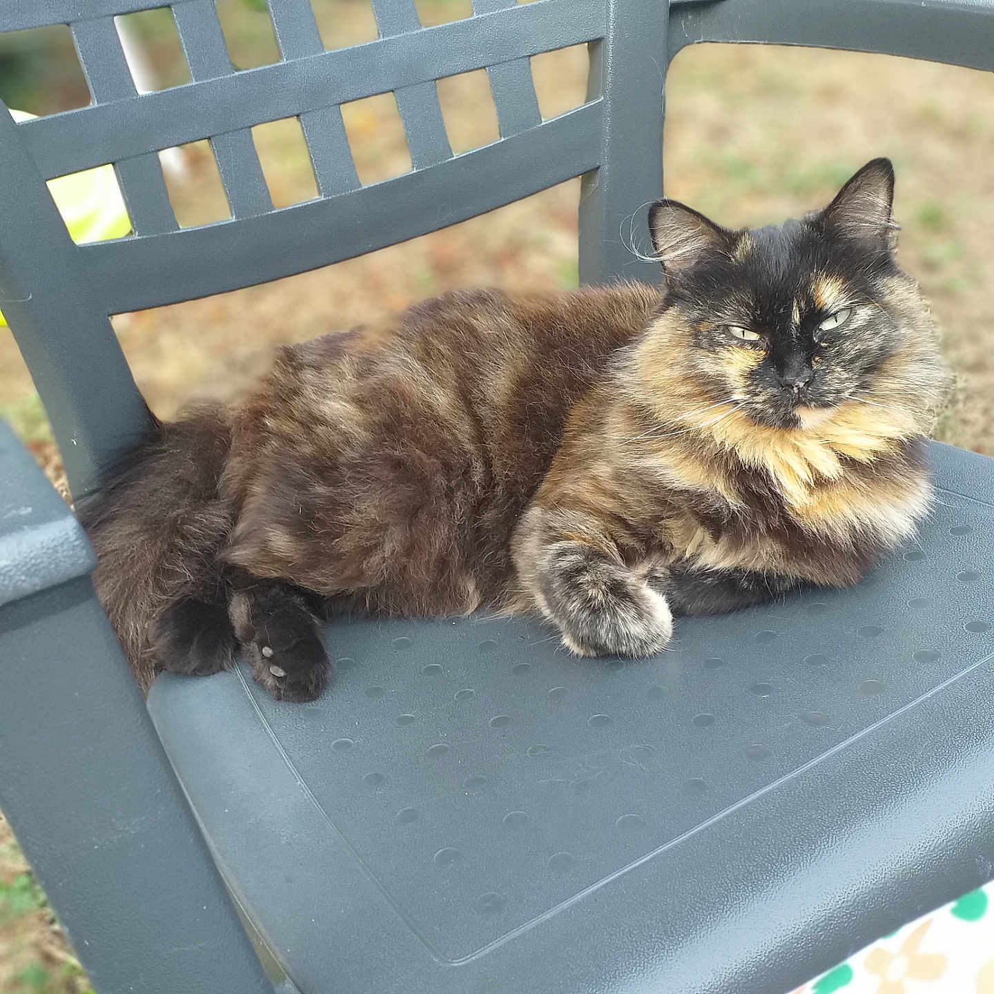 Skye a rejoint le concours — aidez-le/la à gagner de superbes lots ! animal, cat, chair, cute, daylight, feline, fluffy, fur, grass, nature, outdoor, paw, pet, plastic_chair, portrait, relaxed, resting, sitting, tortoiseshell, whiskers