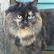 Skye a rejoint le concours — aidez-le/la à gagner de superbes lots ! animal, cat, closeup, colorful, curious, door, feline, fluffy_fur, green_eyes, natural_light, outdoor, pet, portrait, soft_focus, standing, stone_wall, texture, tortoiseshell_cat, walking, whiskers