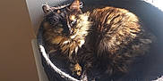 Skye participe au concours pour gagner de l'argent avec cette photo : animal, basket, cat, comfort, cozy, cute, daylight, domestic, feline, fur, home, indoor, pet, relaxed, resting, sleepy, soft, sunlight, tortoiseshell_cat, window
