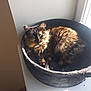 animal, basket, cat, comfort, cozy, cute, daylight, domestic, feline, fur, home, indoor, pet, relaxed, resting, sleepy, soft, sunlight, tortoiseshell_cat, window